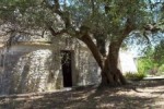 7ftrullo.jpg