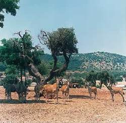 imgresize.php?max_height=300&image=img/ilterritorio3zoosafari.jpg&